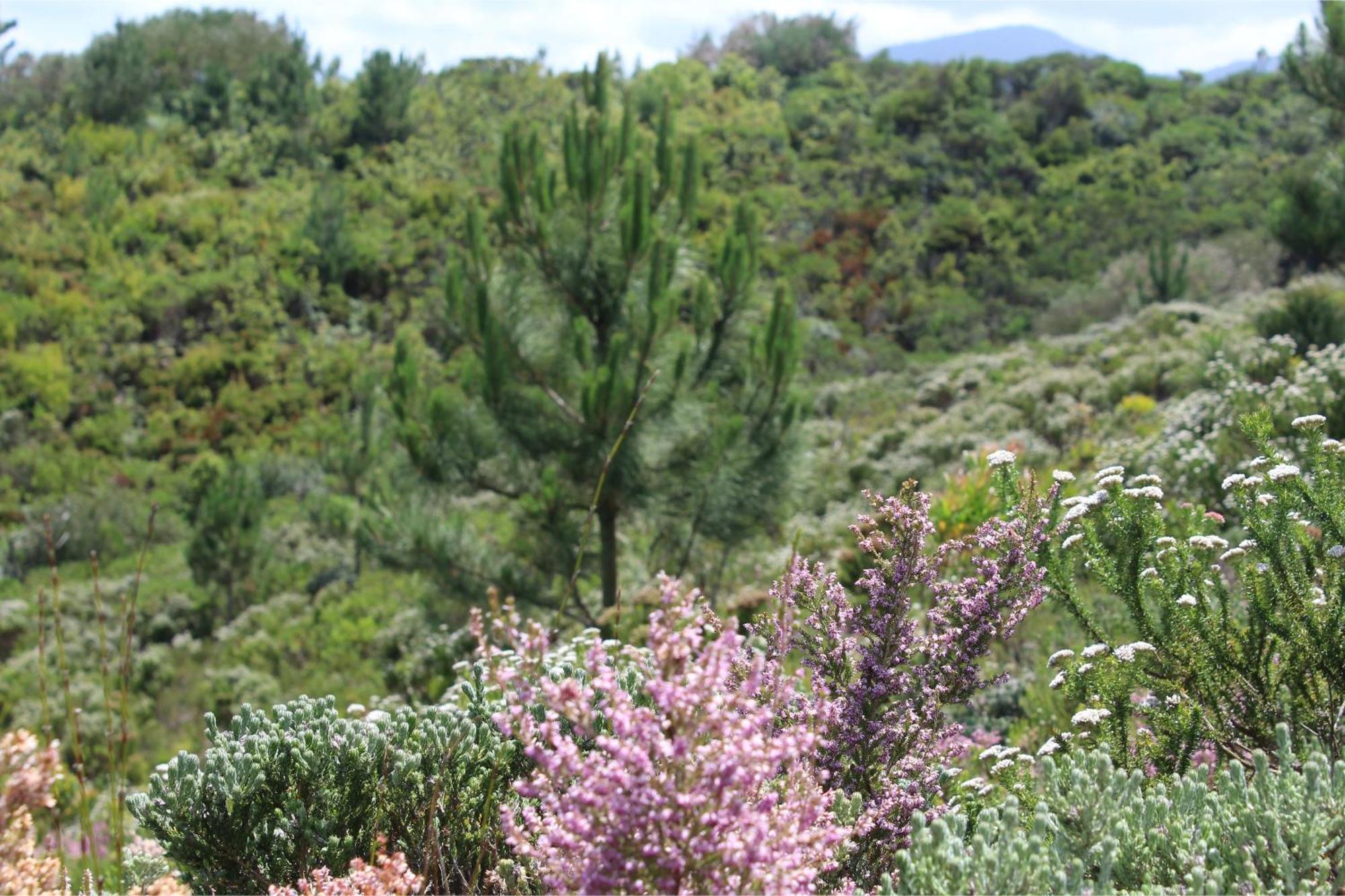 Misty Mountain Reserve ستورمزريفير المظهر الخارجي الصورة
